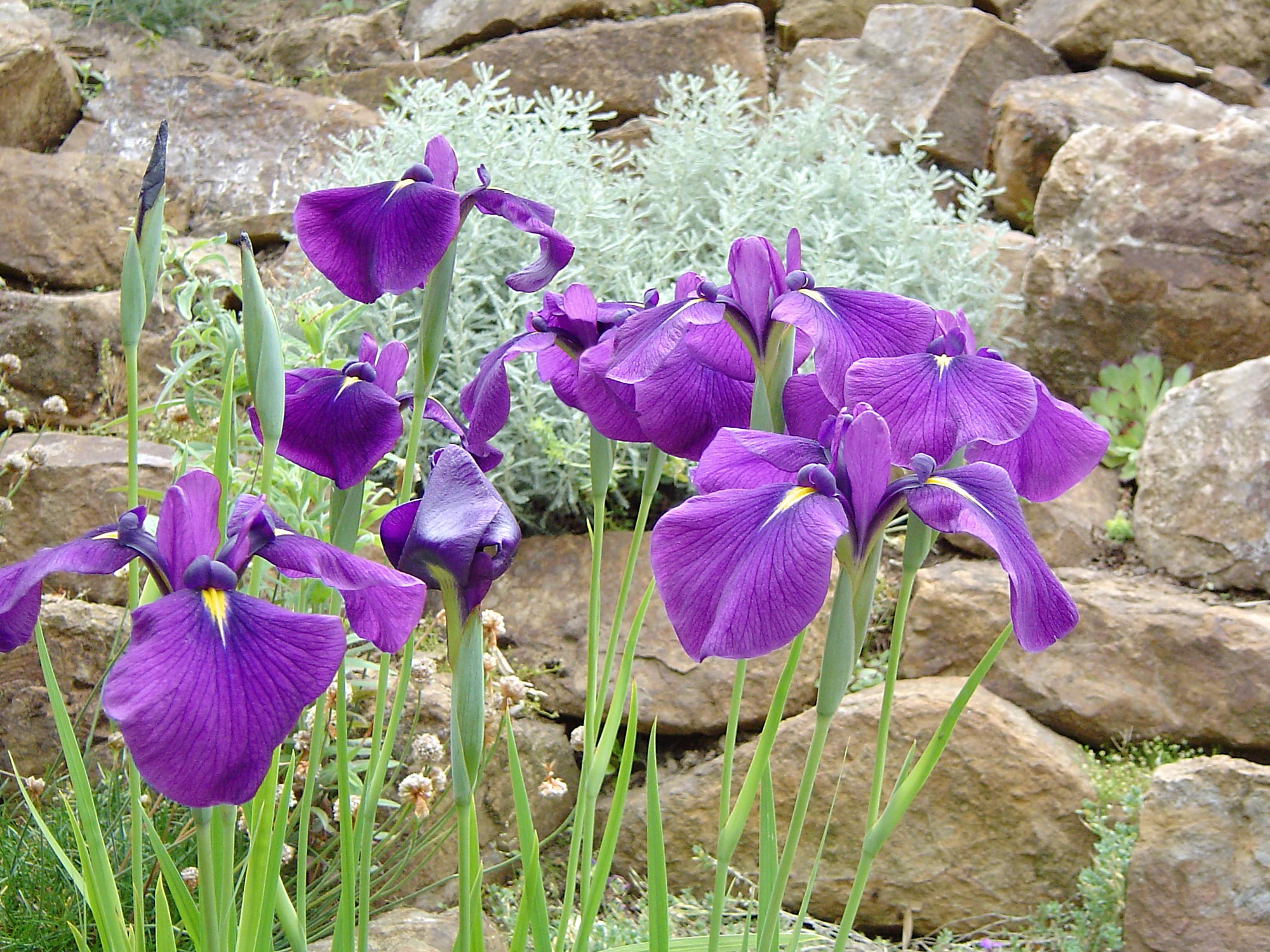 Iris ensata im Stein-Garten