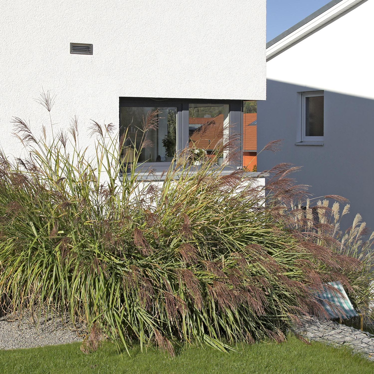 Myscanthus sinensis in einem Garten