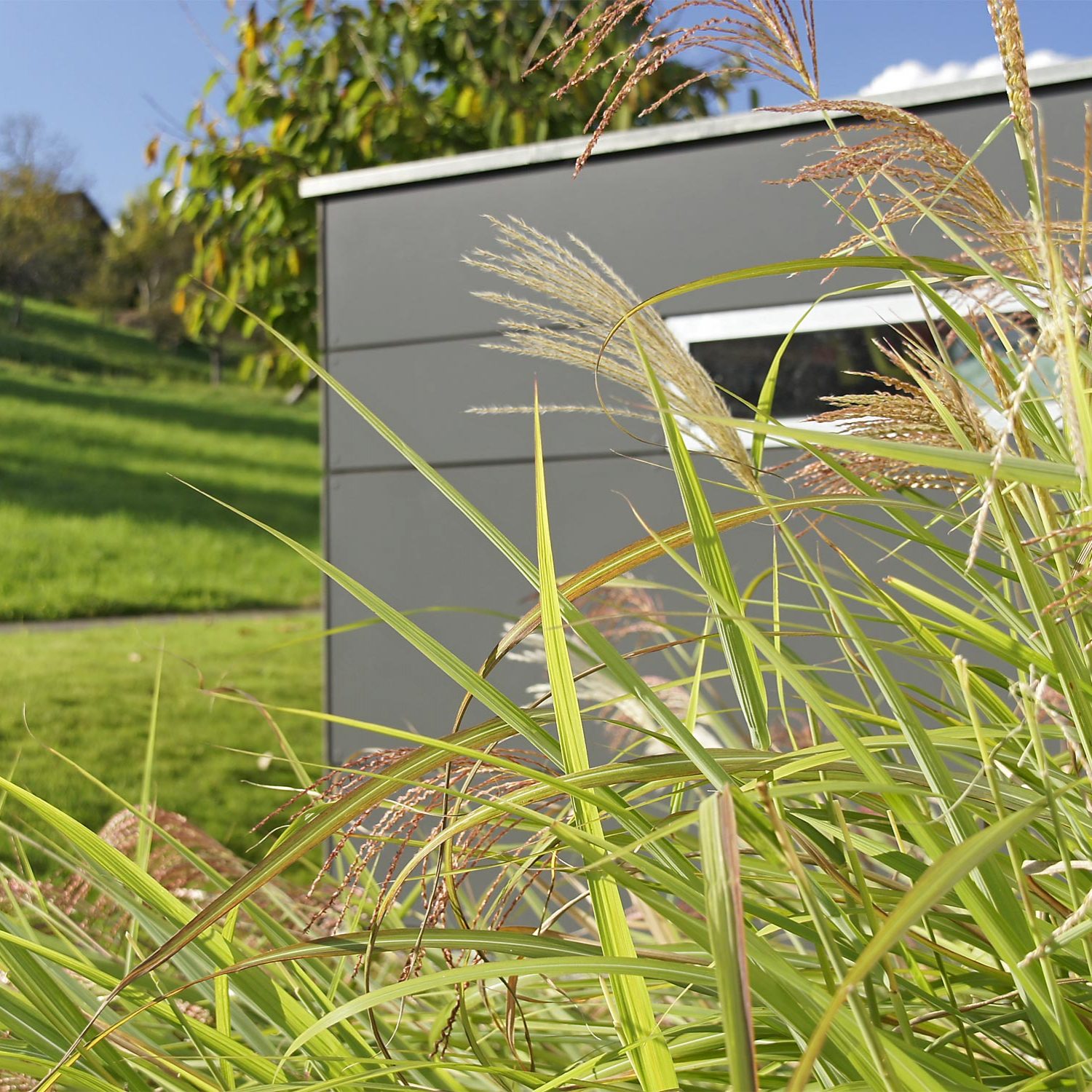 Gräser vor Gartenhaus in einem pflegeleichten Familiengarten in der Nähe von Nürtingen