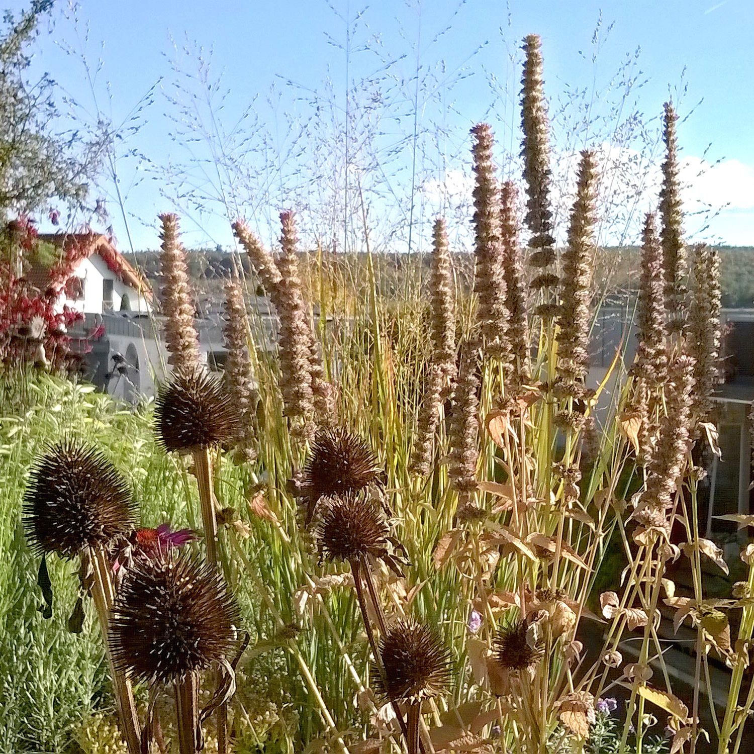 Staudenbeet in Pflanztrögen auf einer Dachterrasse