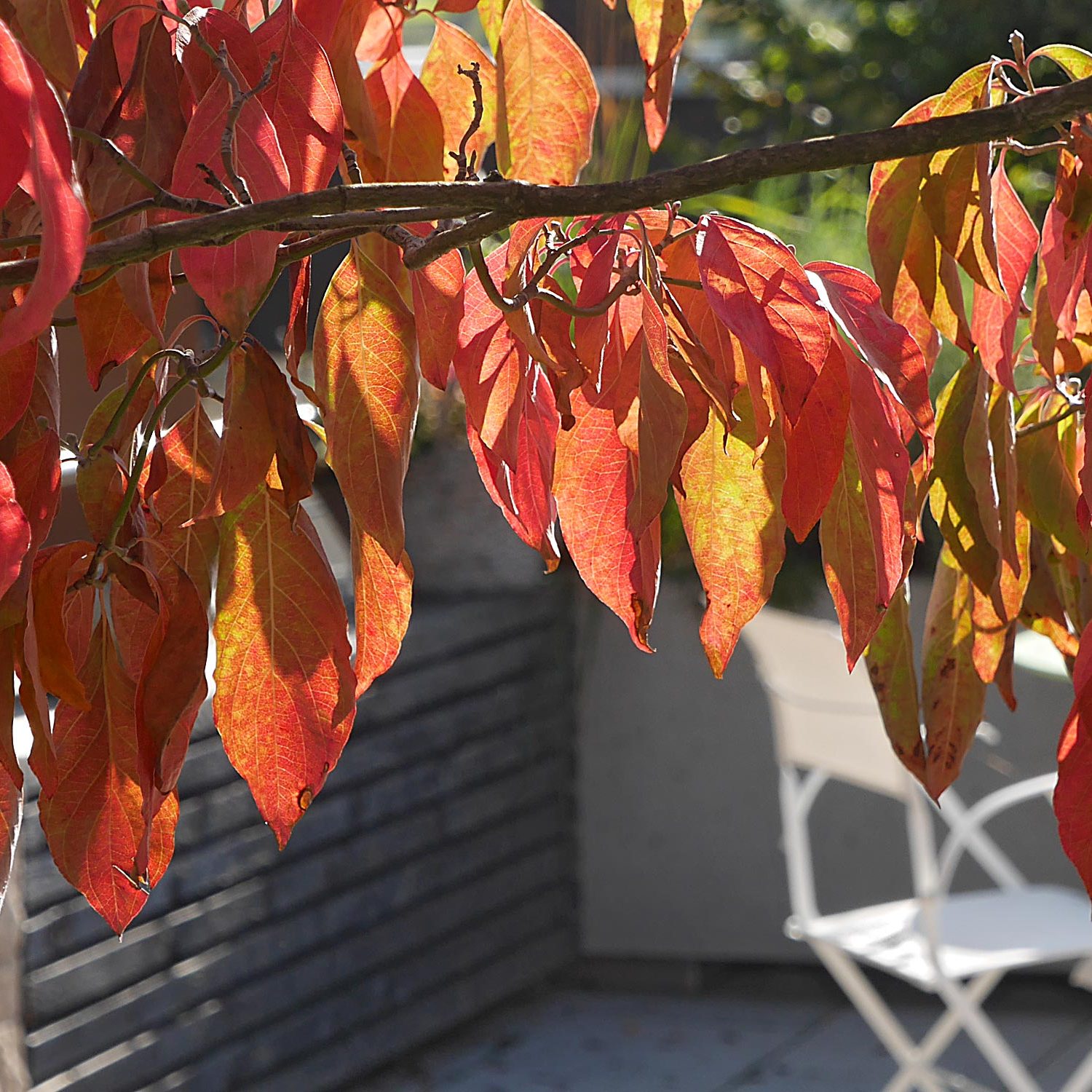 Herbstfärbung bei Cornus florida in einem Dachgarten bei Metzingen