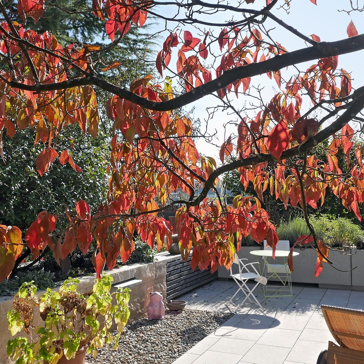 Eine Dachterrassen-Gestaltung mit Cornus florida in der Nähe von Reutlingen