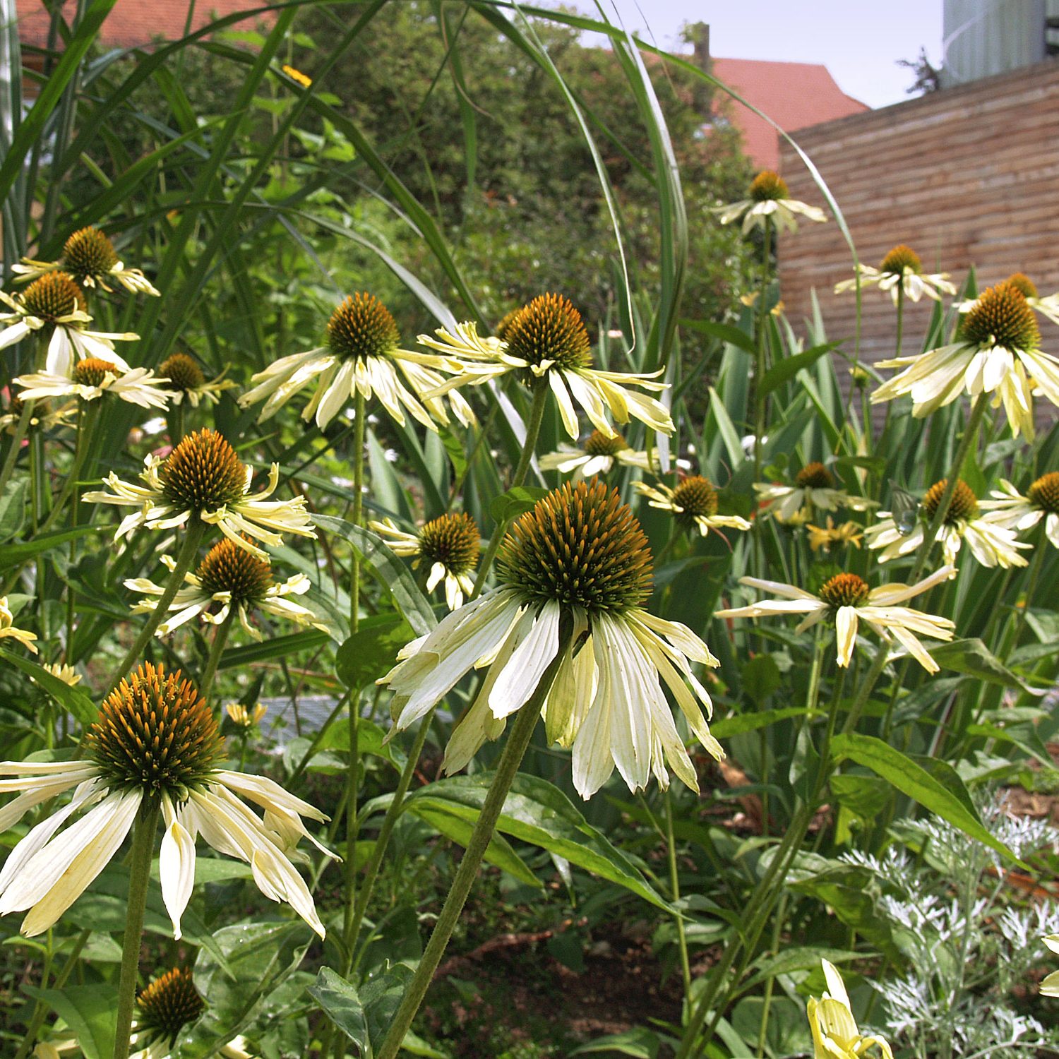 Weiße Echinacea