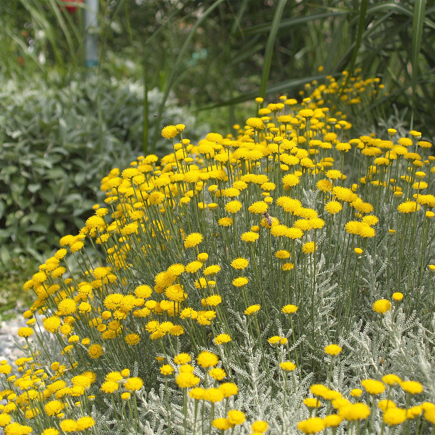 Santolia in einem Garten bei Reutlingen