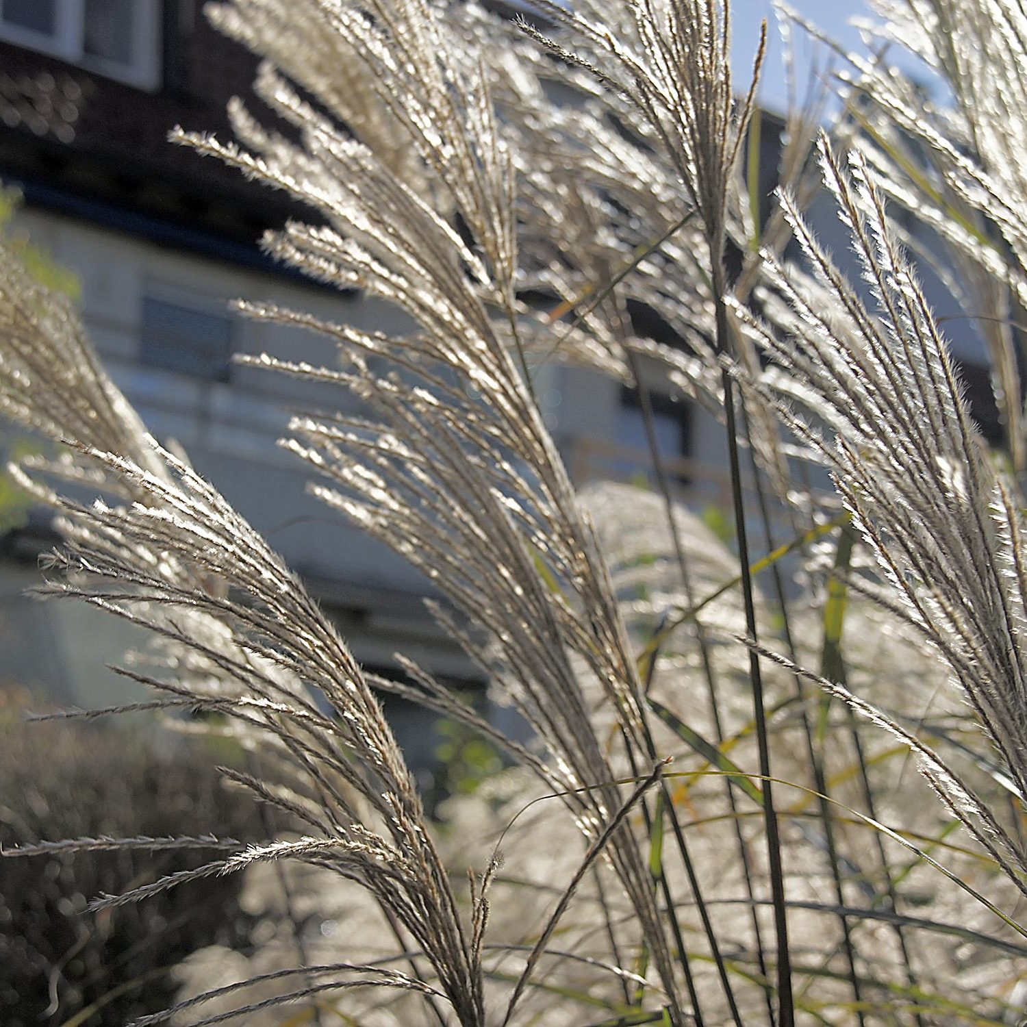 Myscanthus sinensis aus der Nähe