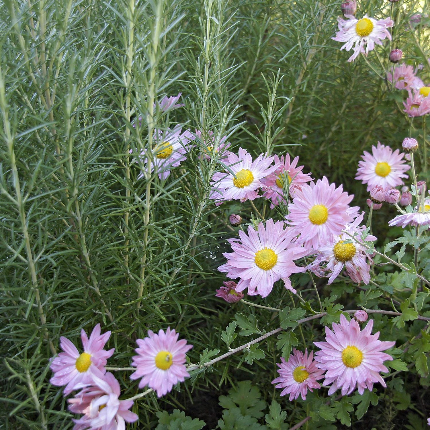 Gartengestaltung mit Rosmarin und Astern