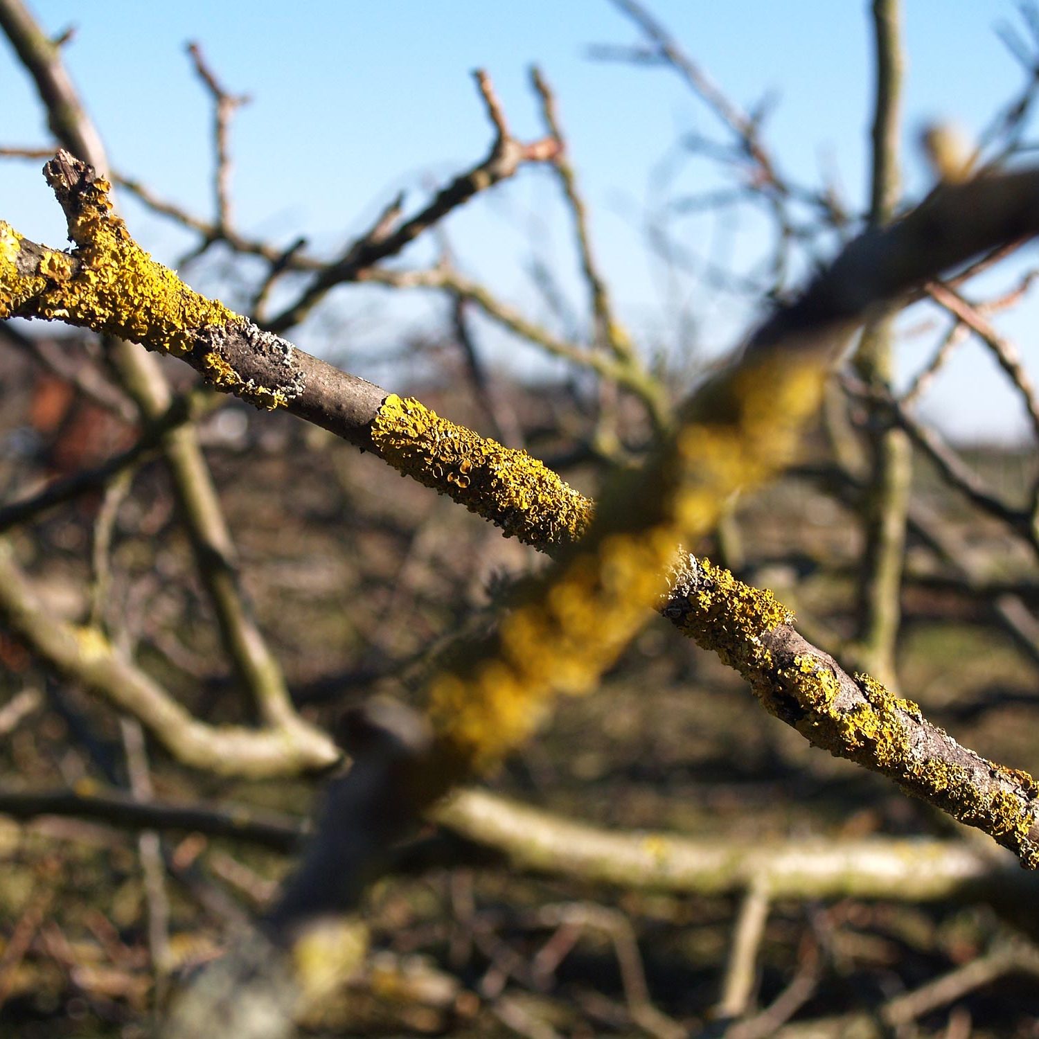 Grünschnitt bei der Gartenpflege in Metzingen