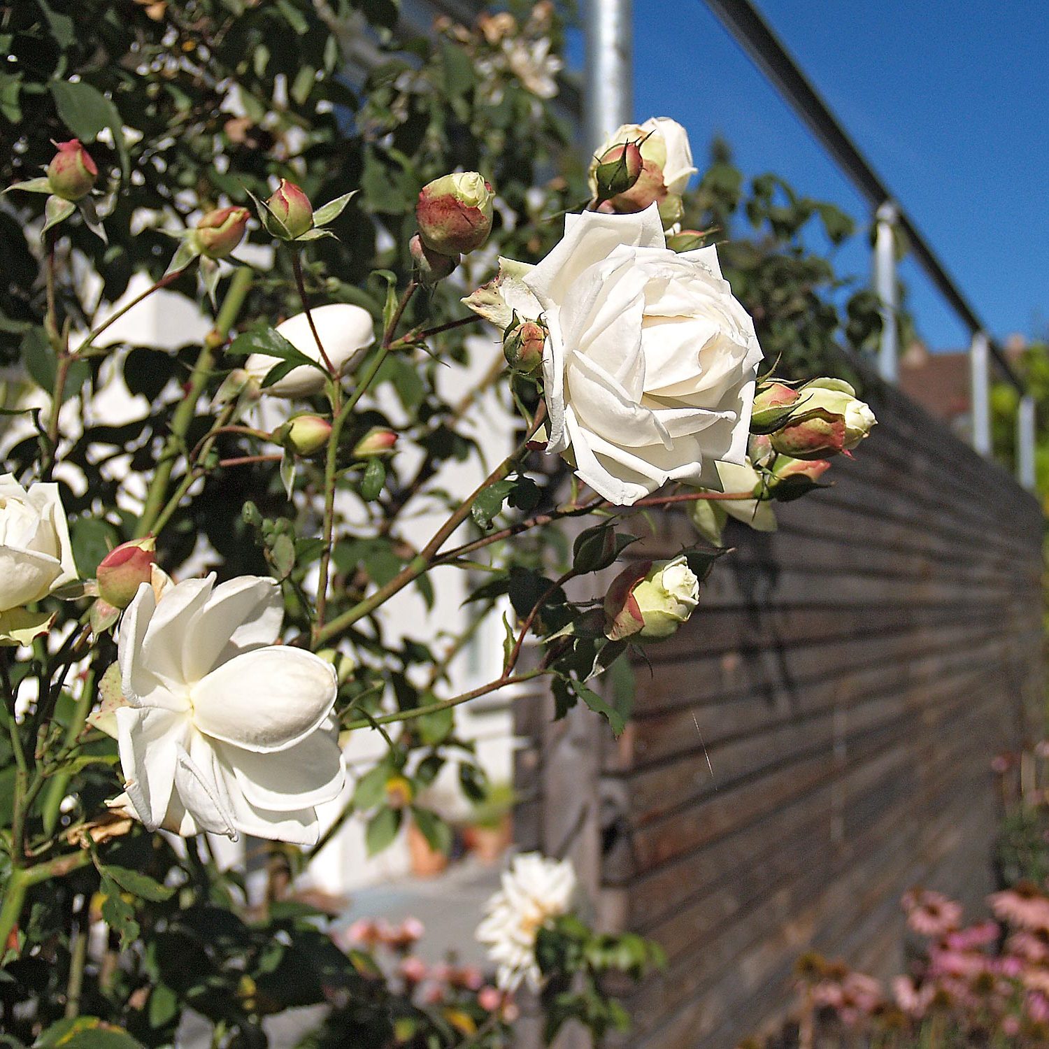 Garten-Rosen in Plochingen