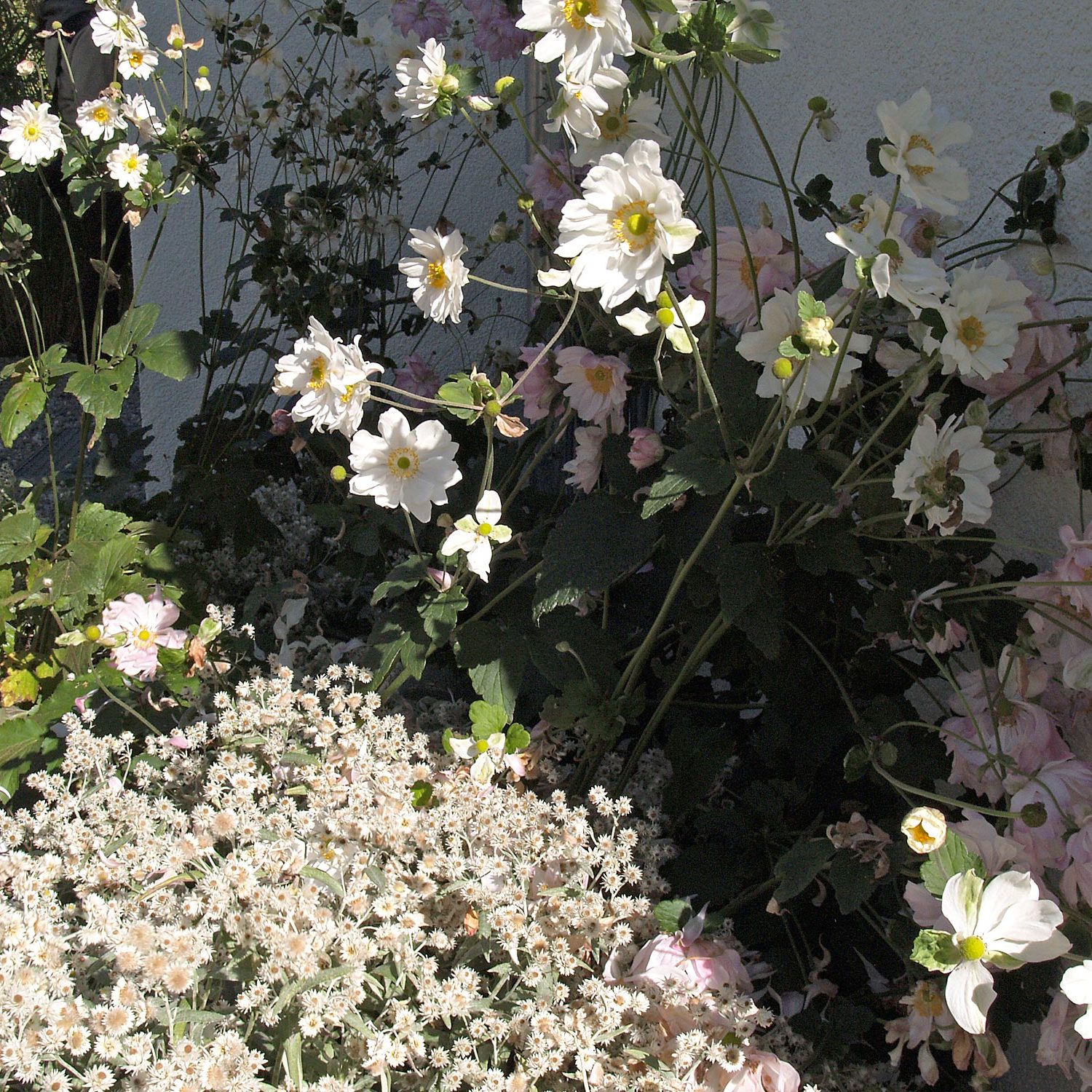 Herbst-Anemonen in einem Staudenbeet