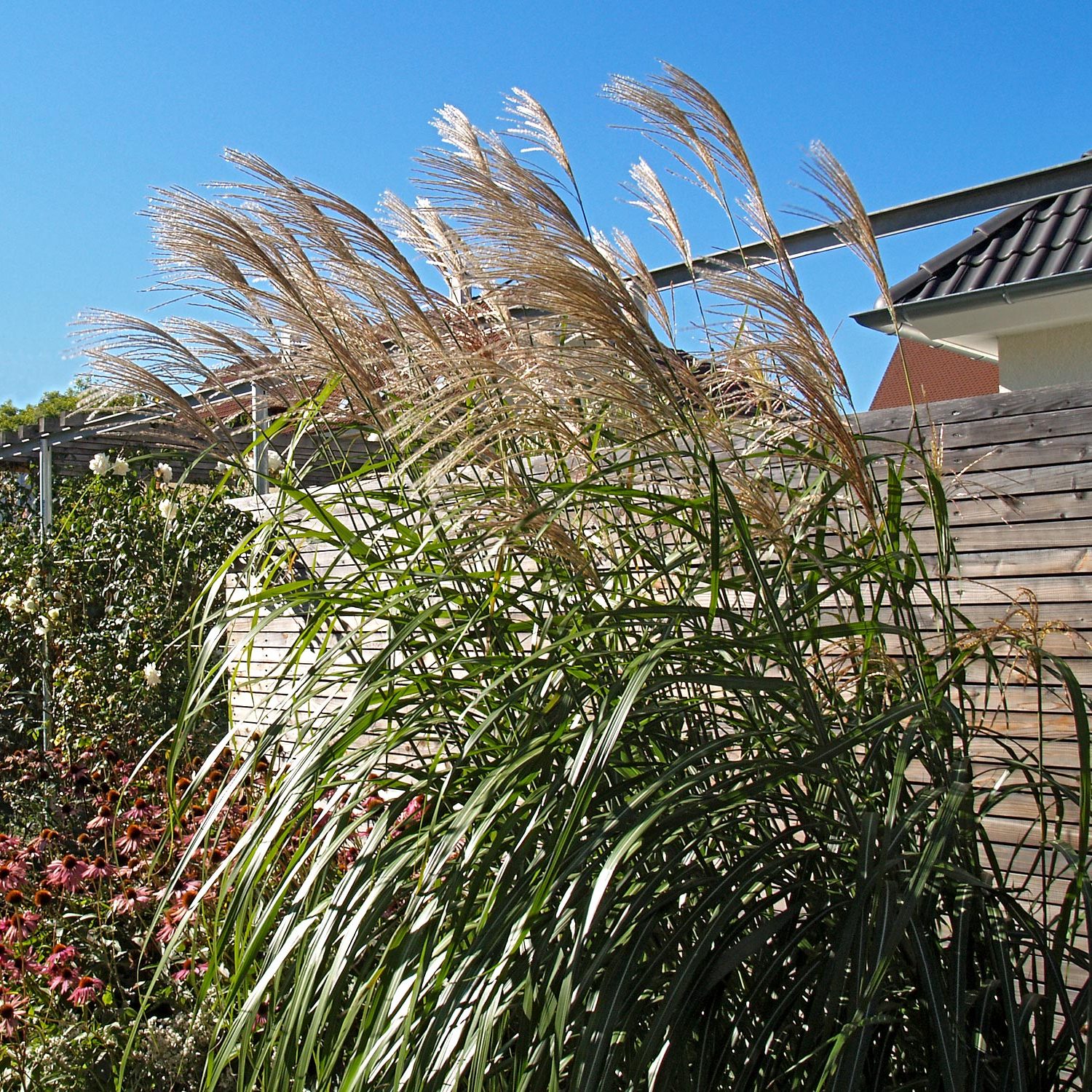 Gartenpflege an Gräsern in einem Garten bei Unterensingen