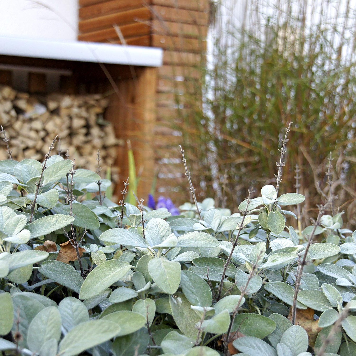 Stauden in der Gartenpflege Beispiel Metzingen