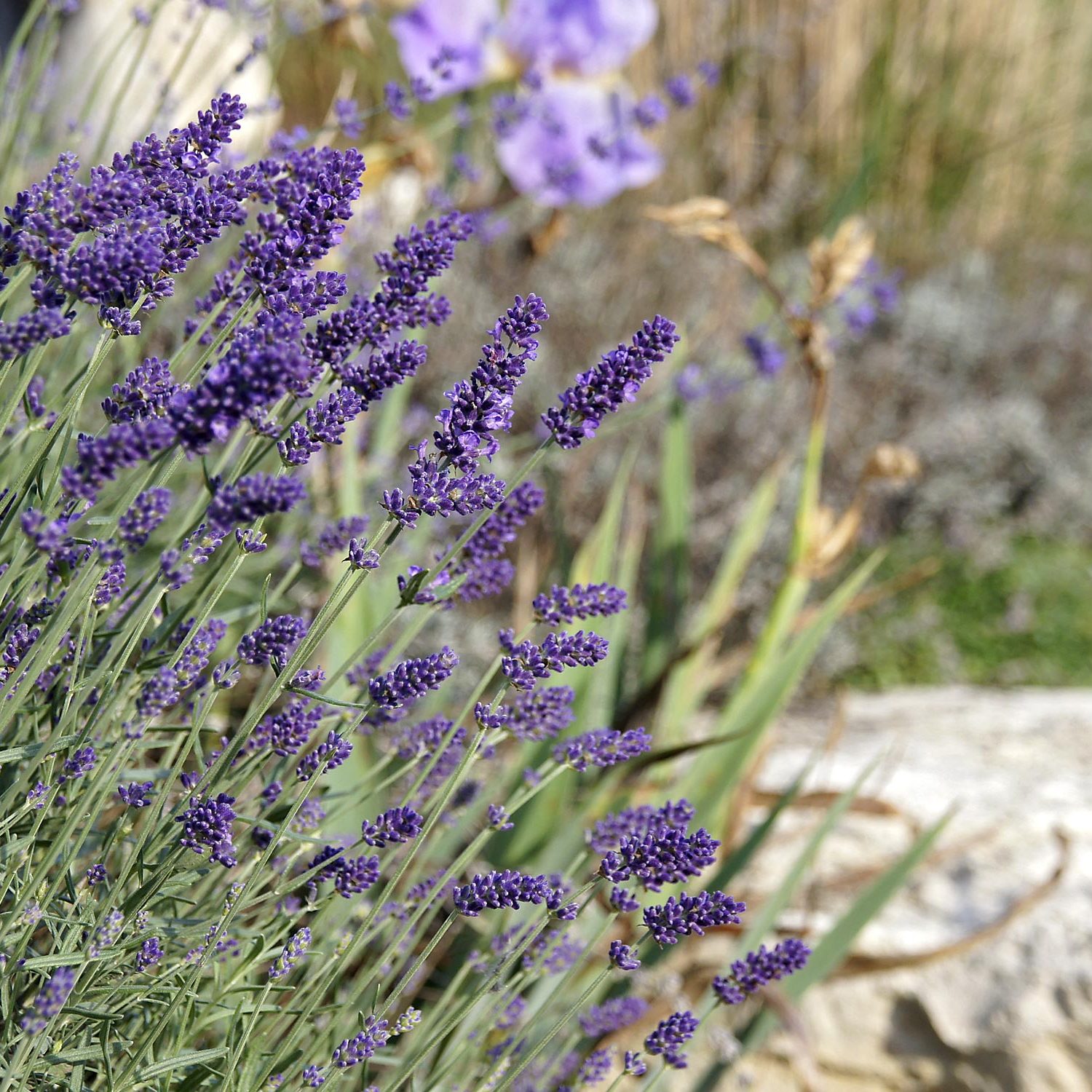 Gartenpflege bei Stauden hier Lavendel