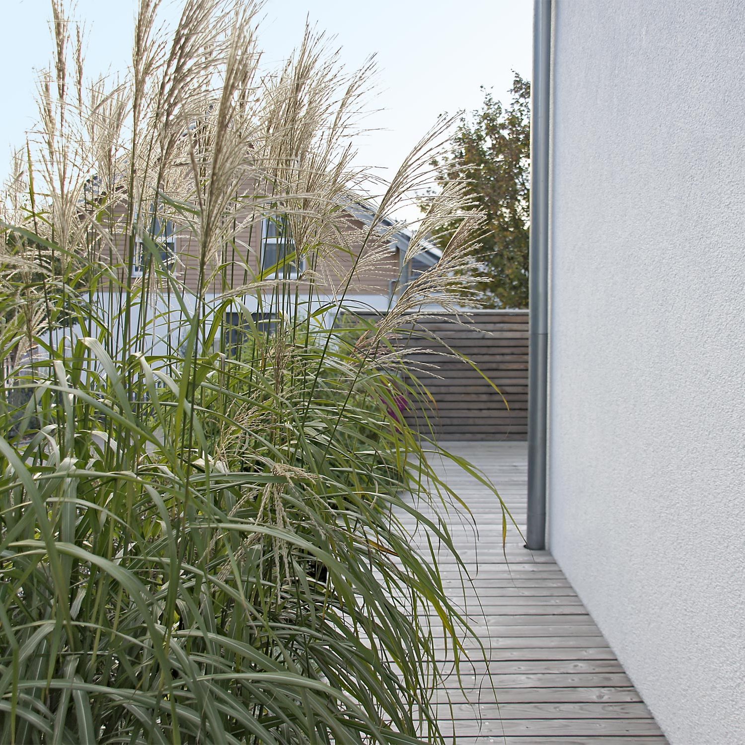 Gestaltung mit Mascanthus-Gras in kleinem Garten bei Nürtingen