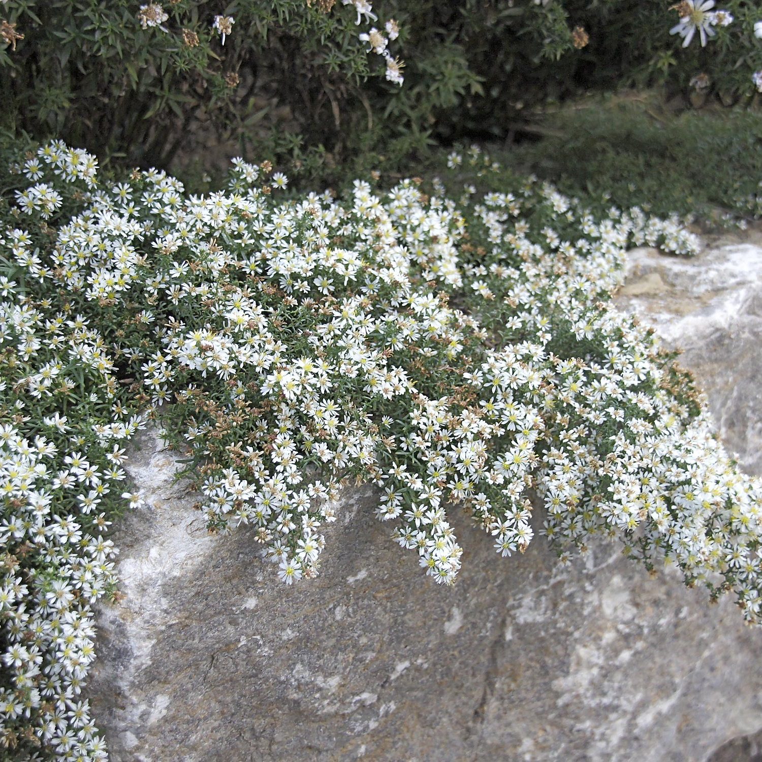 Weiße Astern auf Natursteinmauer aus Muschelkalk