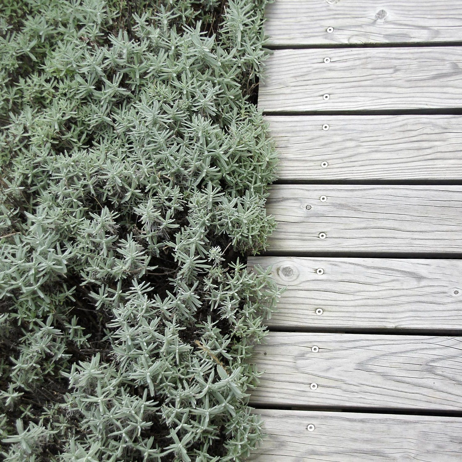 Holzdeck aus Lärche mit Lavendel