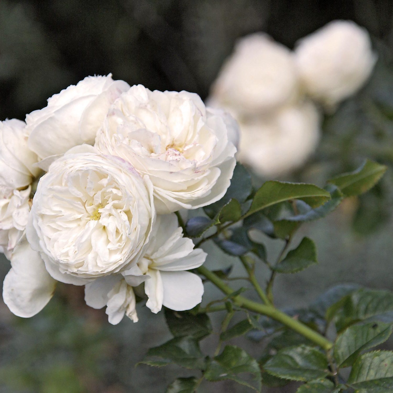 Weiße Rosen in einer Garten-Gestaltung bei Plochingen
