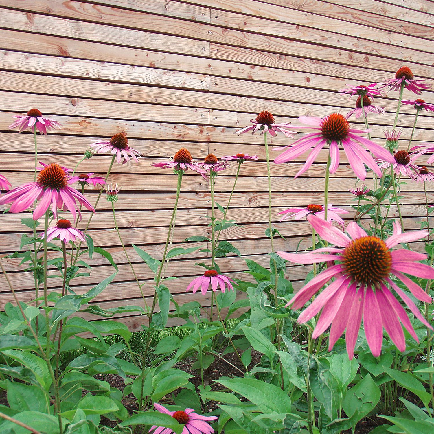 Echinacea vor Holz-Sichtschutz-Wand in einem Garten bei Metzingen