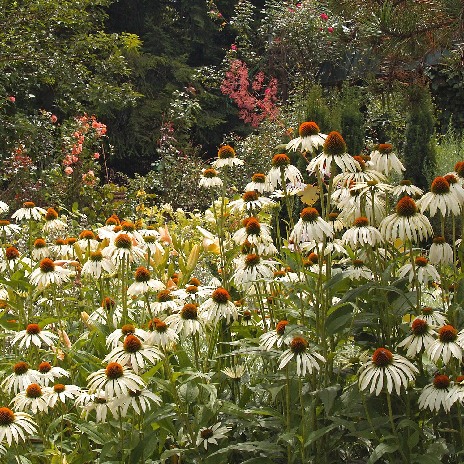 Weiße Echinacea in einem Garten bei Esslingen