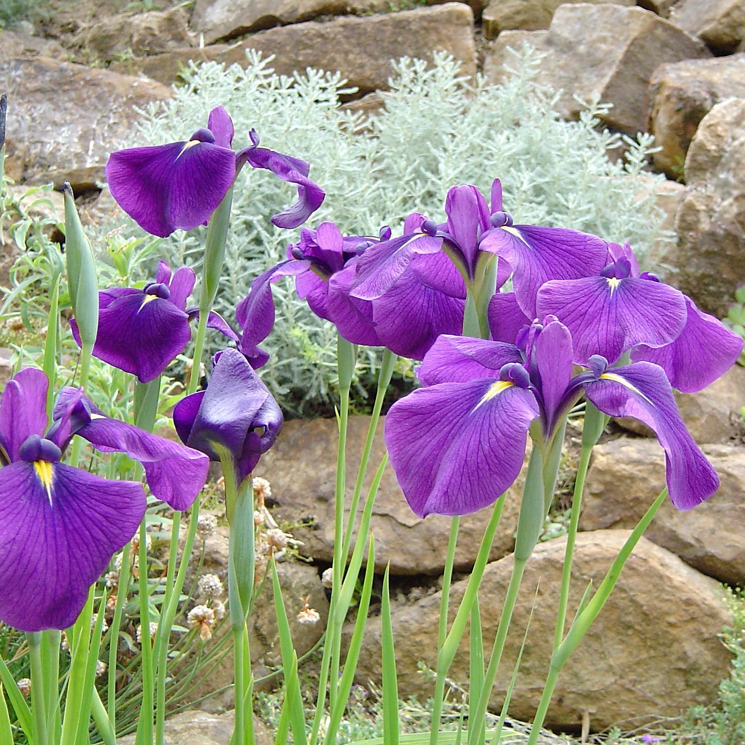 Iris kaempferi in einem Steingarten bei Nürtingen