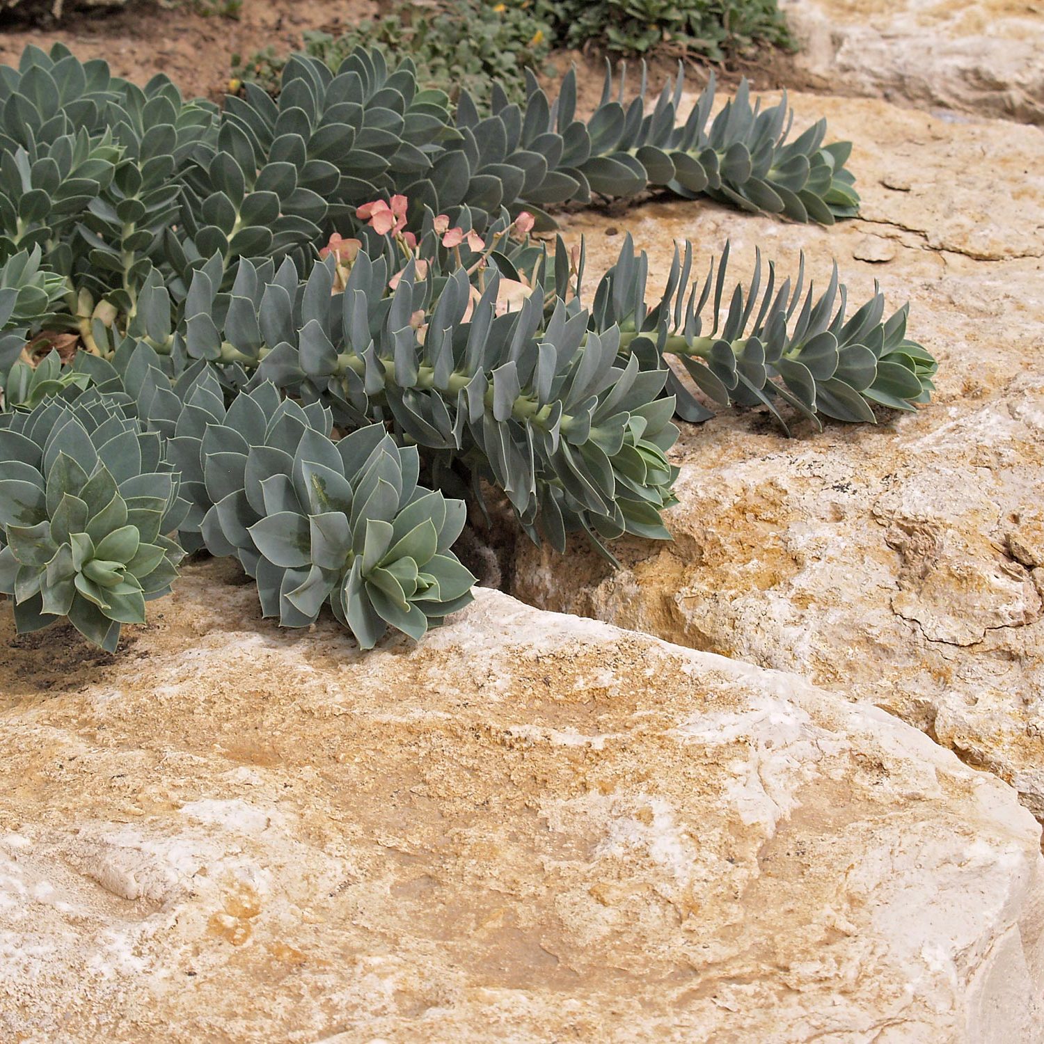 Euphorbia auf Jura-Natursteinmauer