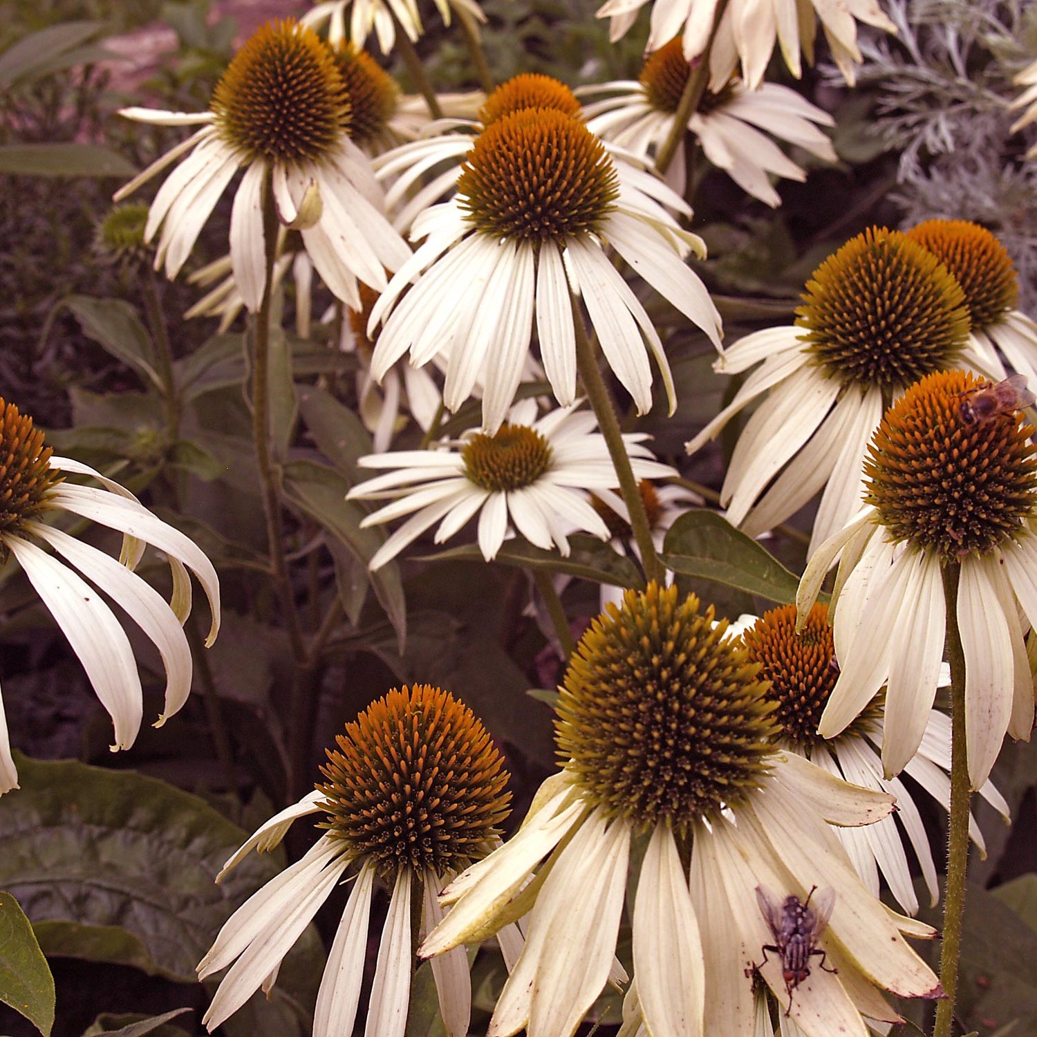 Echinacea im Bienengarten