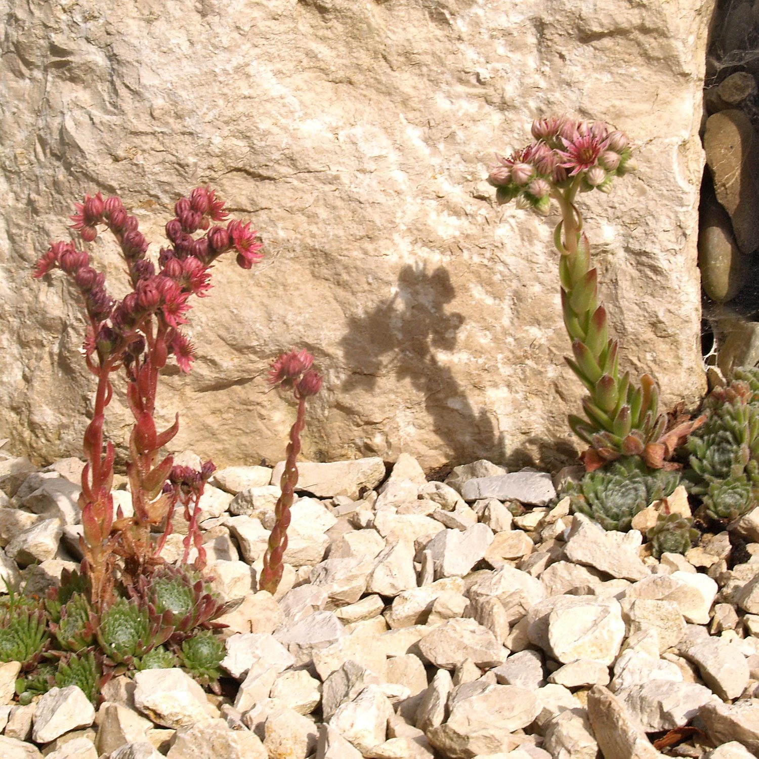 Sedum zwischen Jura-Schotter in einem Bienengarten bei Nürtingen