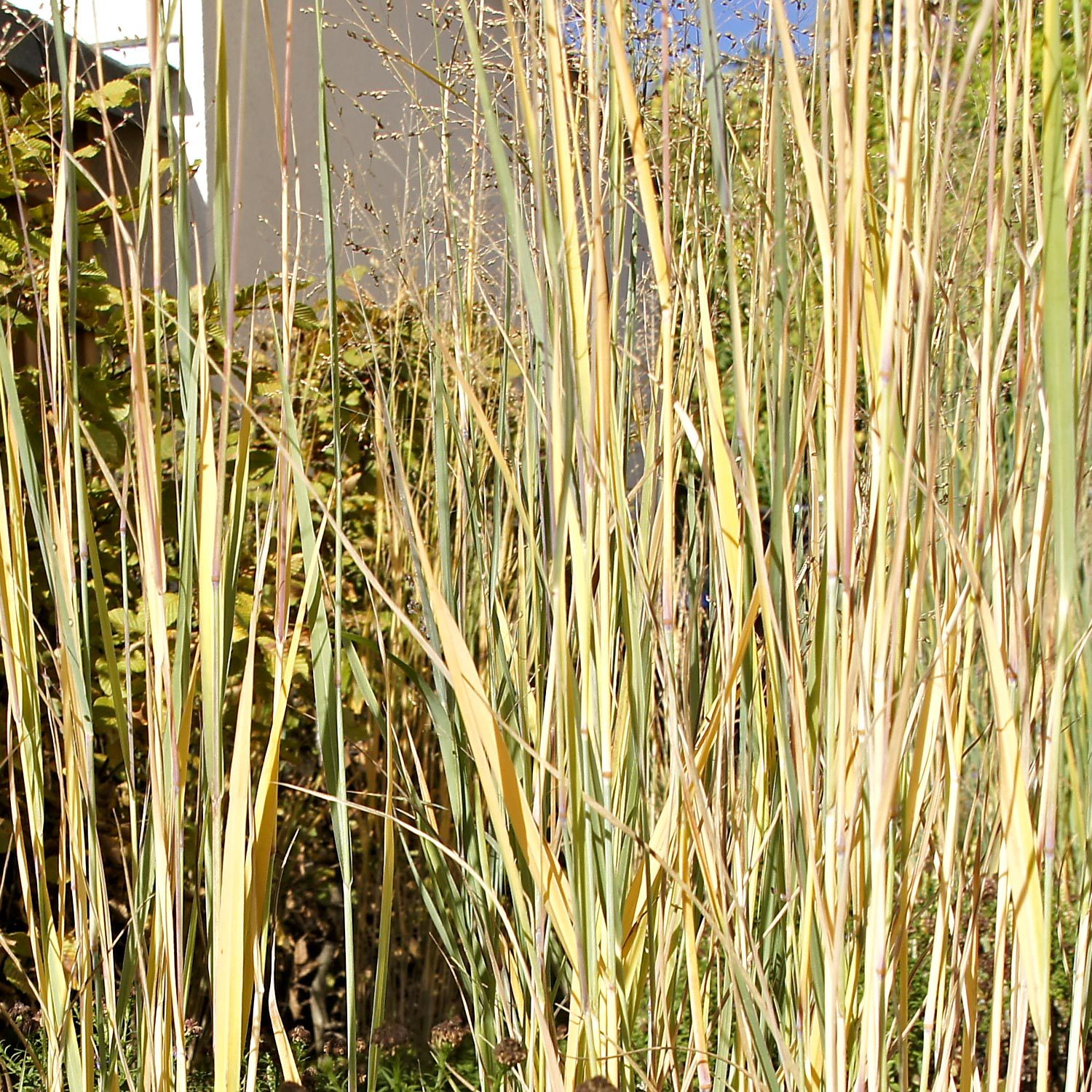 Großes Gras in in einer Gartengestaltung