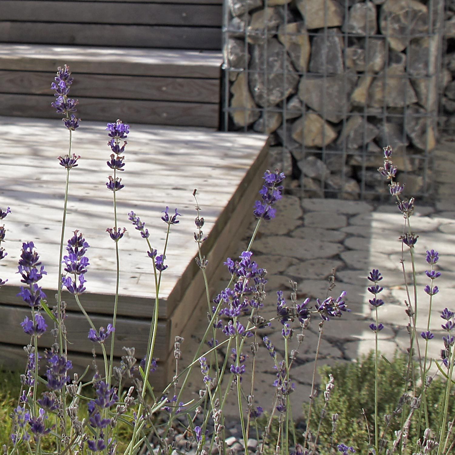 Gestaltung eines Einfamilienhaus-Gartens mit Lavendel