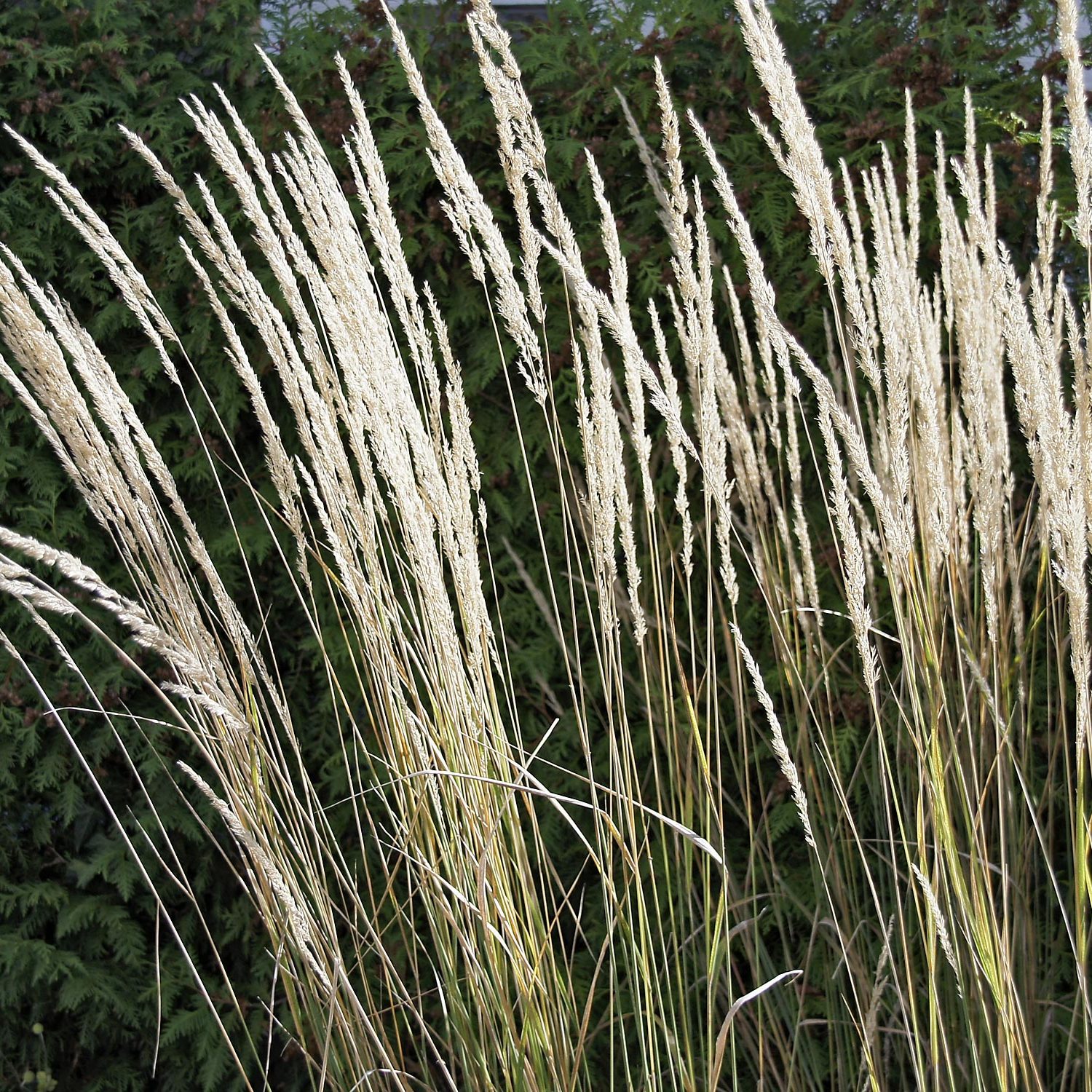 Calamagrostis