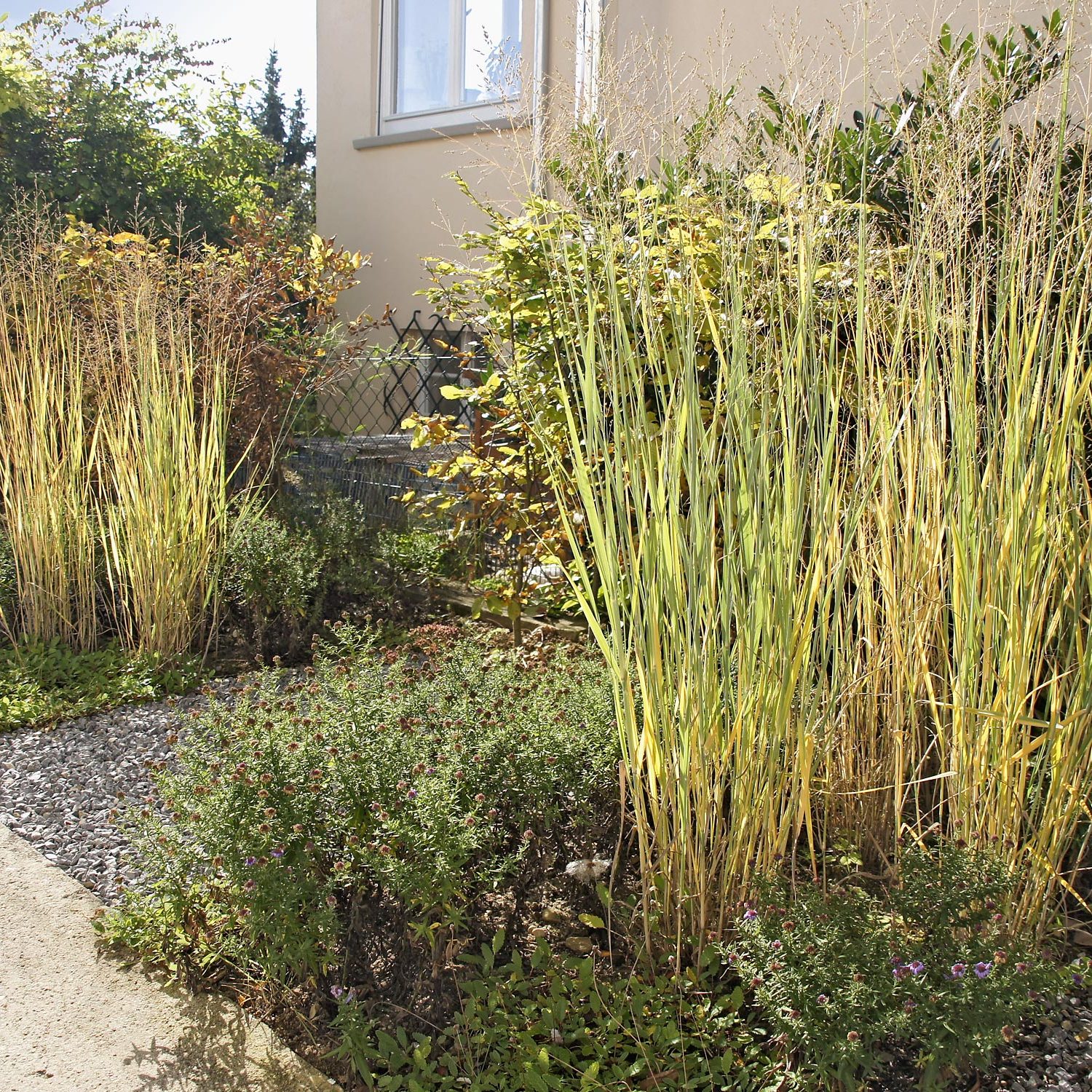 Gartengetsaltung bei einem Einfamilienhaus in Esslingen mit Gr0ßen Gräsern und Astern